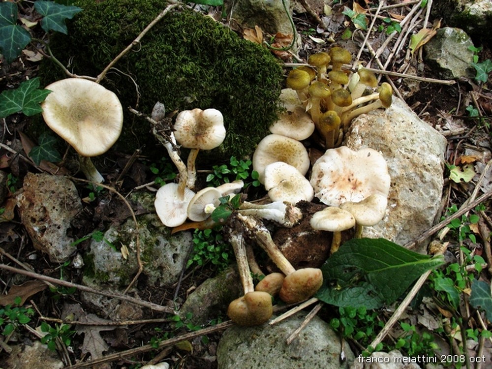 Nel secco bosco di leccio